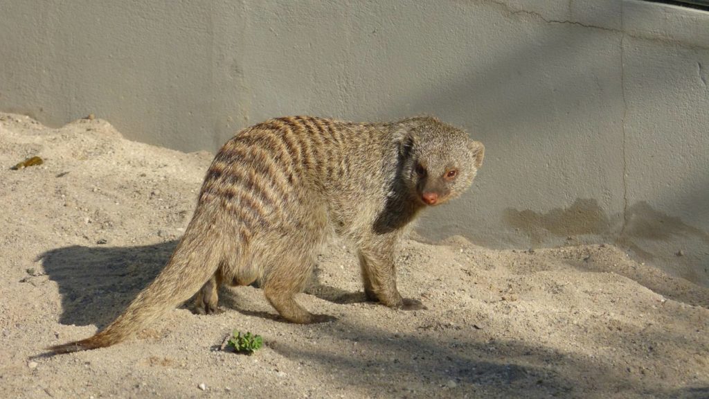 ジャコウネコの排泄物