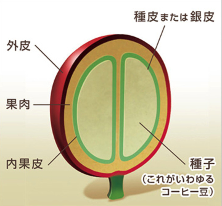 中心で縦に切った断面図