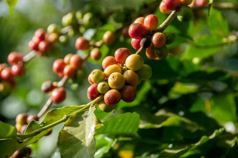 実がなるコーヒーの木にも花が咲く