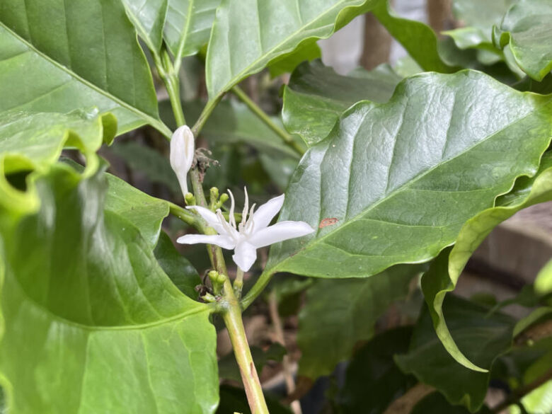 コーヒーの木の花とは？写真付きで解説