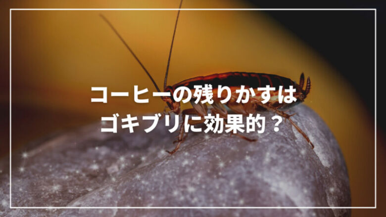 コーヒーの残りかすはゴキブリに効果的？本当かどうか科学的に解説！