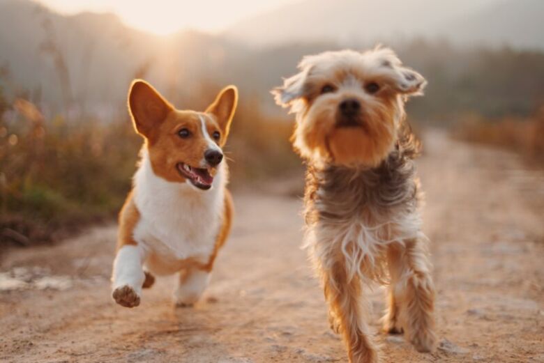 犬がコーヒー以外に口にしてはいけないもの