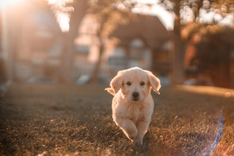 犬のコーヒー摂取量はどのくらいだと危険？