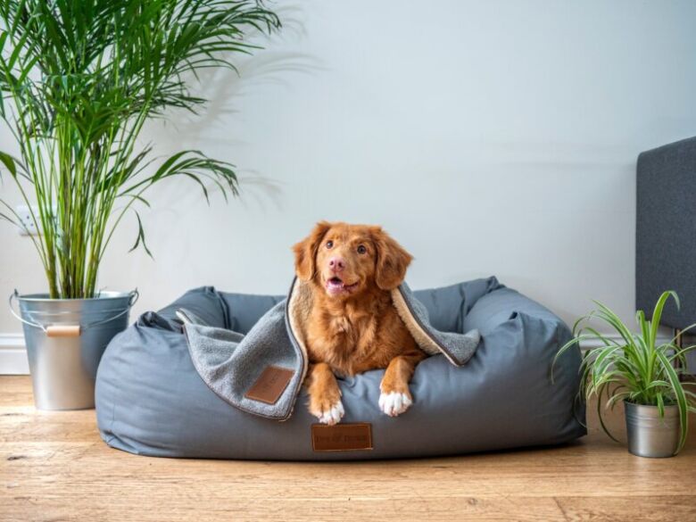 愛犬と暮らすならコーヒーを飲む際は注意しよう！