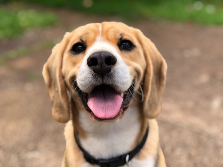 犬がコーヒーを飲んでしまった際の対処法