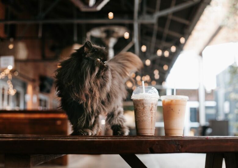 氷コーヒーと氷出しコーヒーの違い