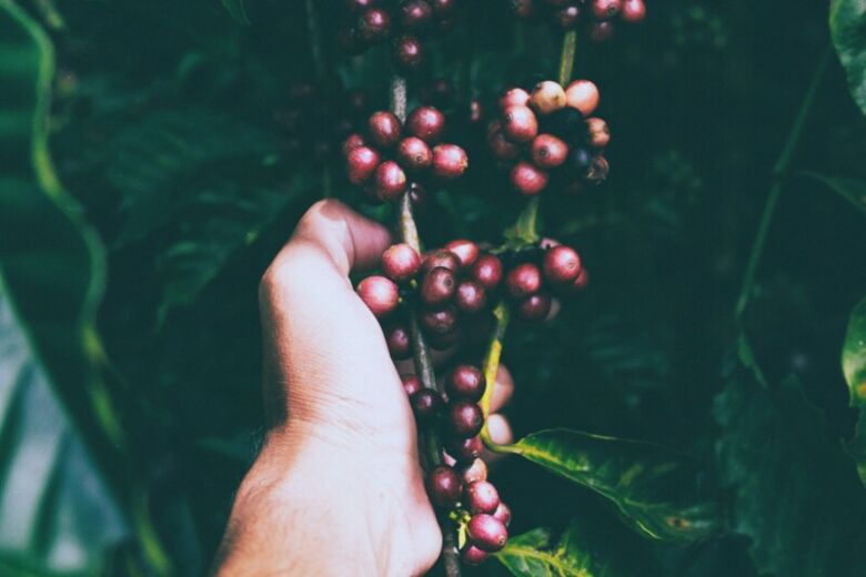 コーヒーの花が咲く時期はいつ？