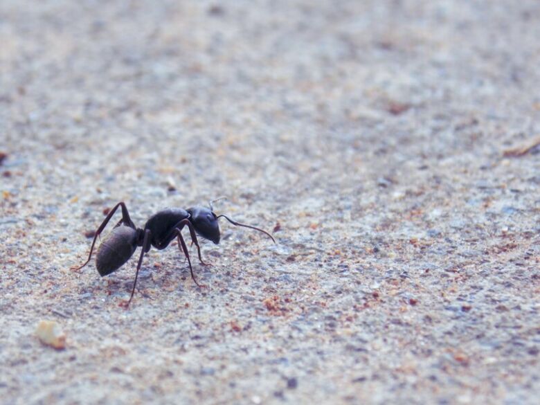 虫除け効果を発揮できる虫