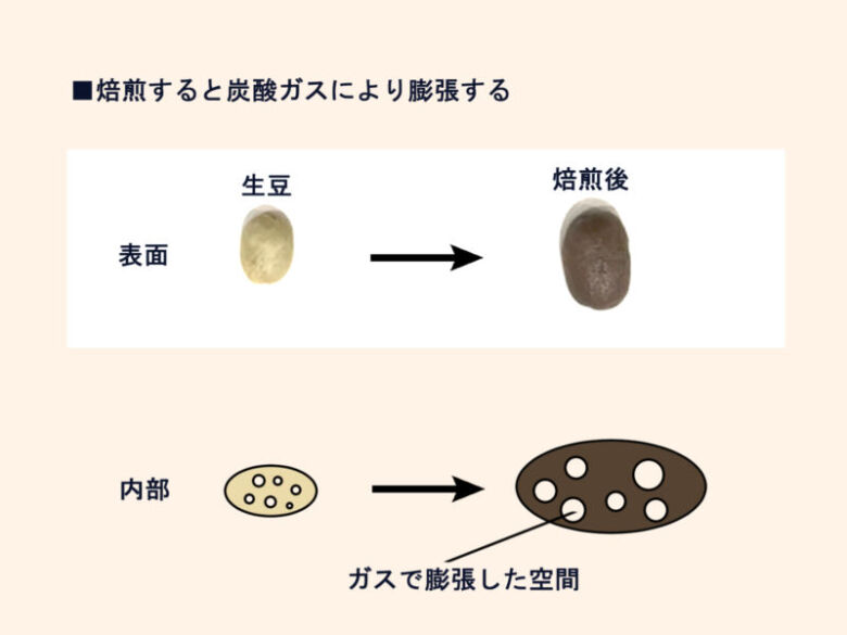 焙煎によるコーヒー豆の変化