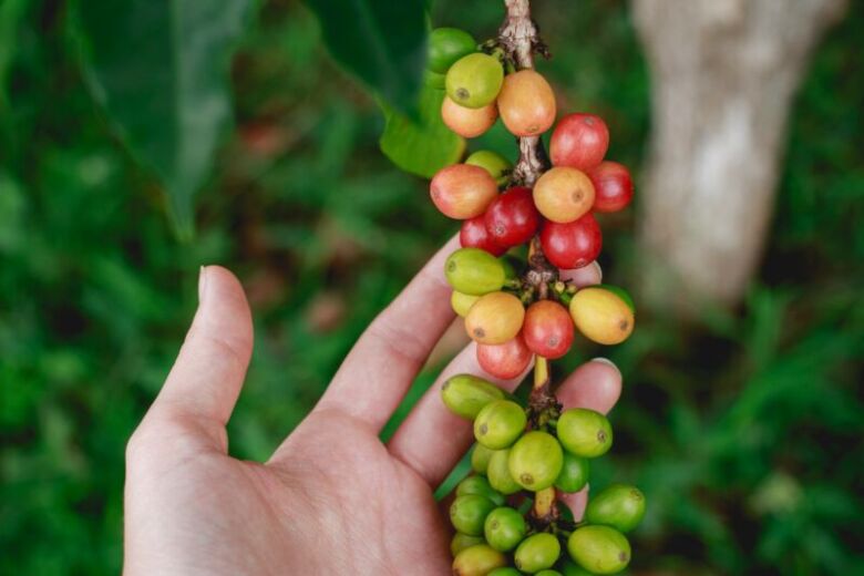 ゲイシャコーヒーとは？ギフトにおすすめの理由