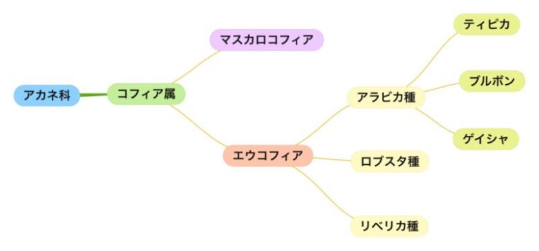 コーヒーの品種