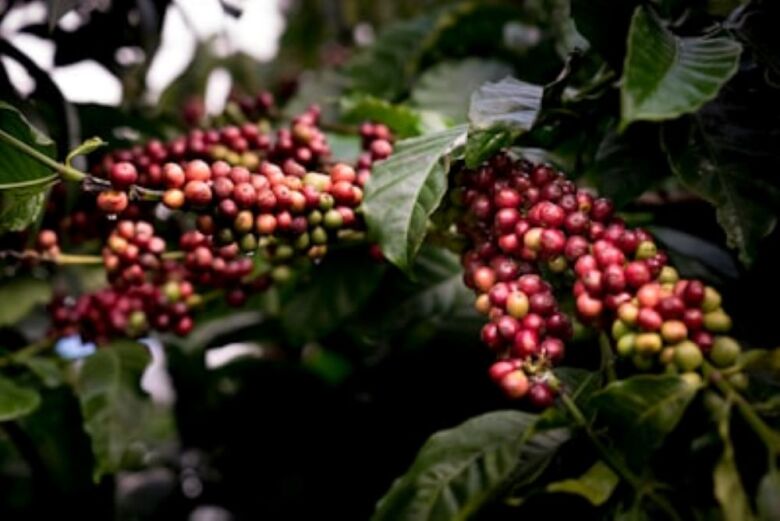 コーヒー栽培は儲かる？基礎知識と現状