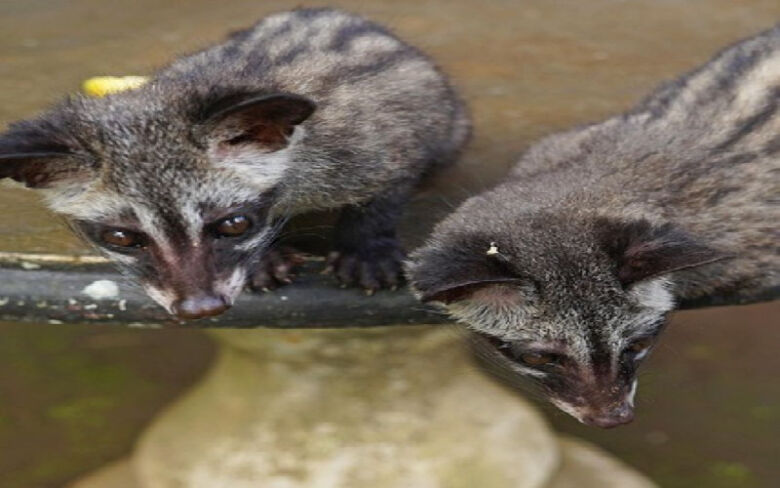 購入時に気をつけたい倫理性と動物福祉