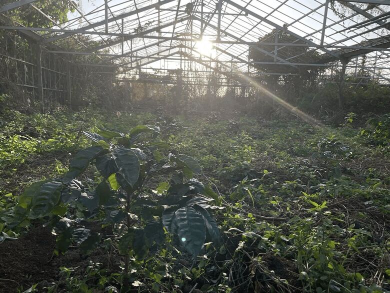 6. エスプレッソ好きの農園主が栽培「創意濃杯 coffeefarm」