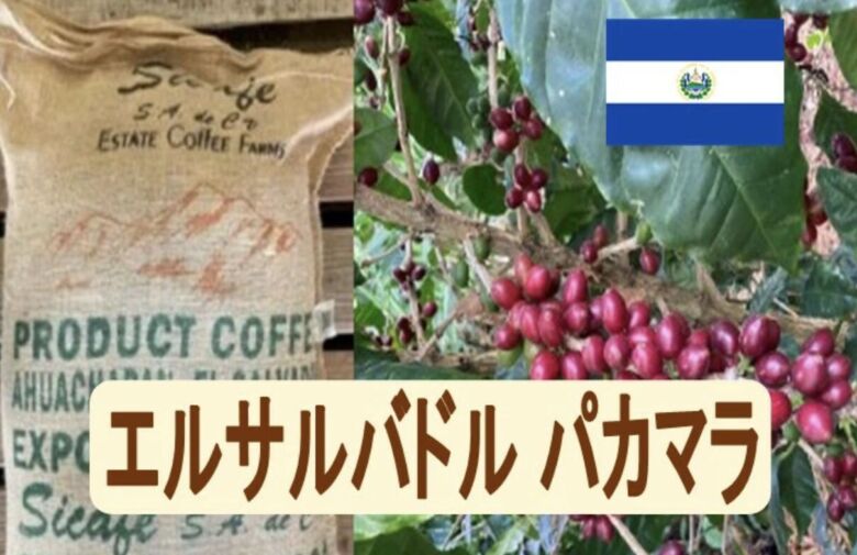  ばいせん工房 エルサルバドル パカマラ 