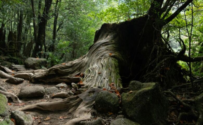 屋久島でカフェ巡りが人気の理由
