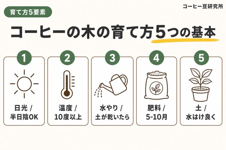 コーヒーの木の育て方5要素 日光 温度 水やり 肥料 土