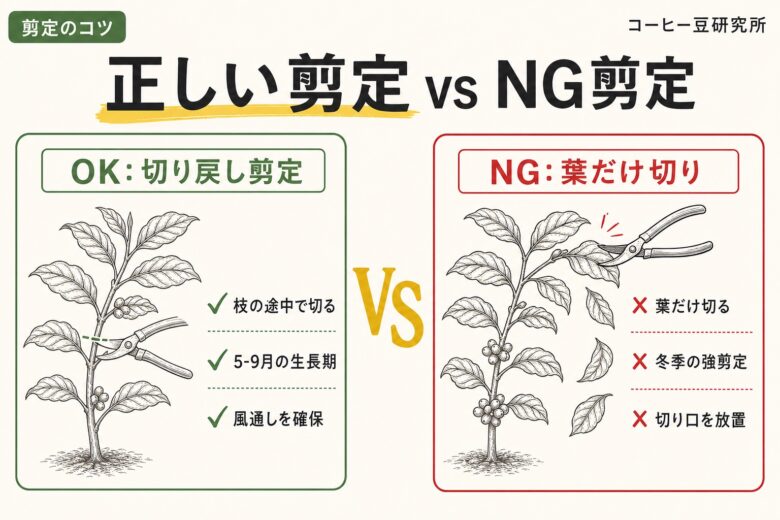コーヒーの木の剪定 正しい切り戻し vs NG剪定