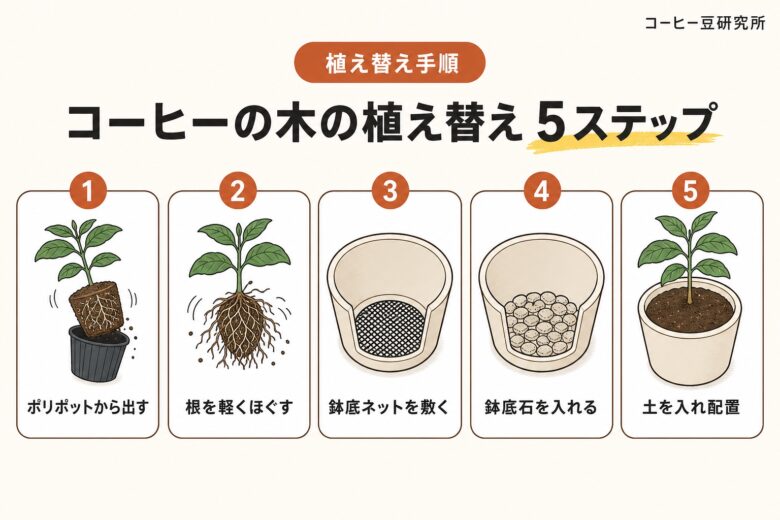 コーヒーの木の植え替え5ステップ