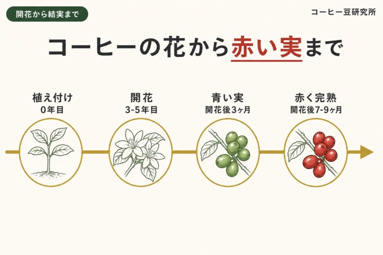 コーヒーの木の開花から赤い実までのタイムライン