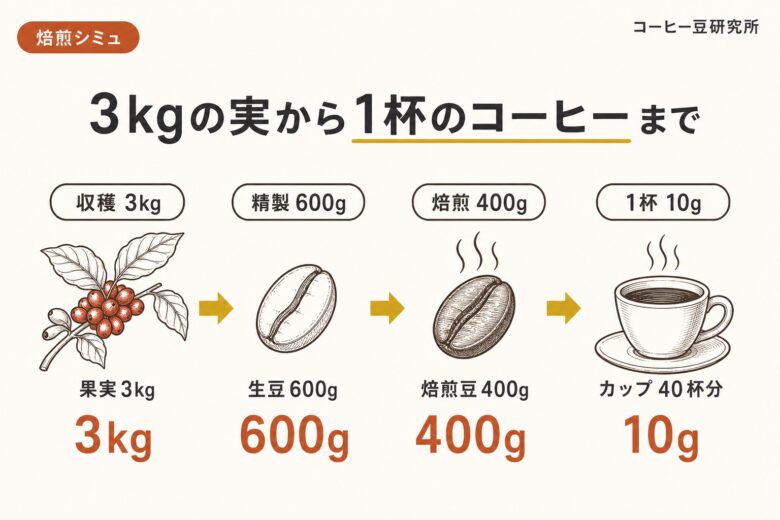 コーヒーの木3kgの実から1杯のコーヒーまで