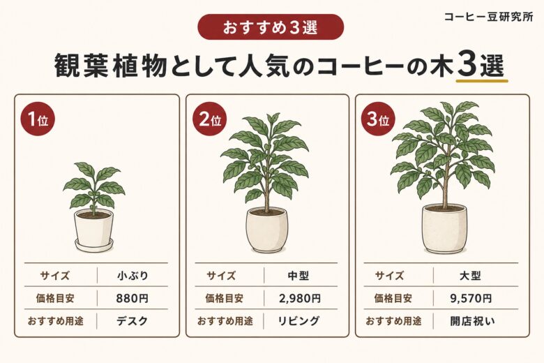観葉植物として人気のコーヒーの木3選