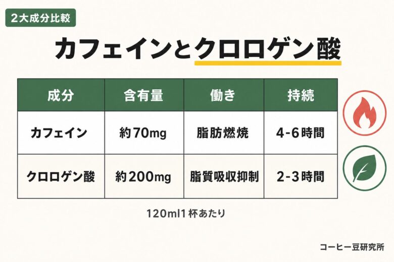 コーヒーの脂肪燃焼効果を生む2大成分