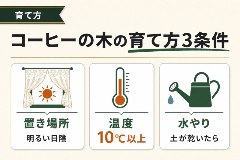 コーヒーの木の育て方3条件