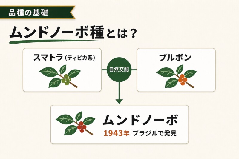 ムンドノーボ種とは？