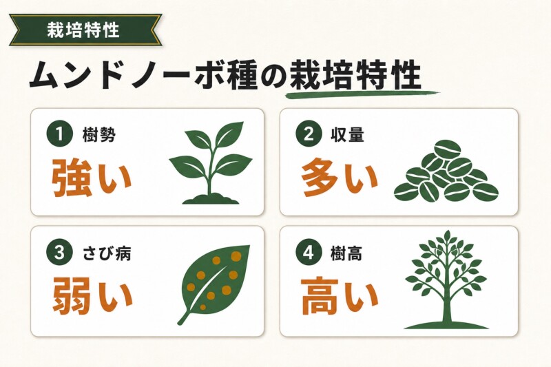 ムンドノーボ種の栽培特性