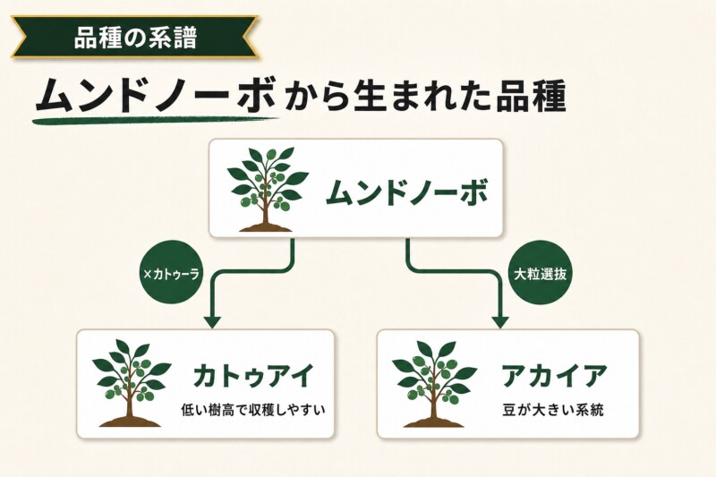 ムンドノーボから生まれた品種