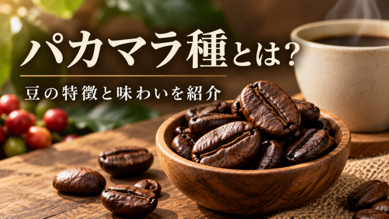 パカマラ種とは？ 豆の特徴と味わいを紹介 アイキャッチ